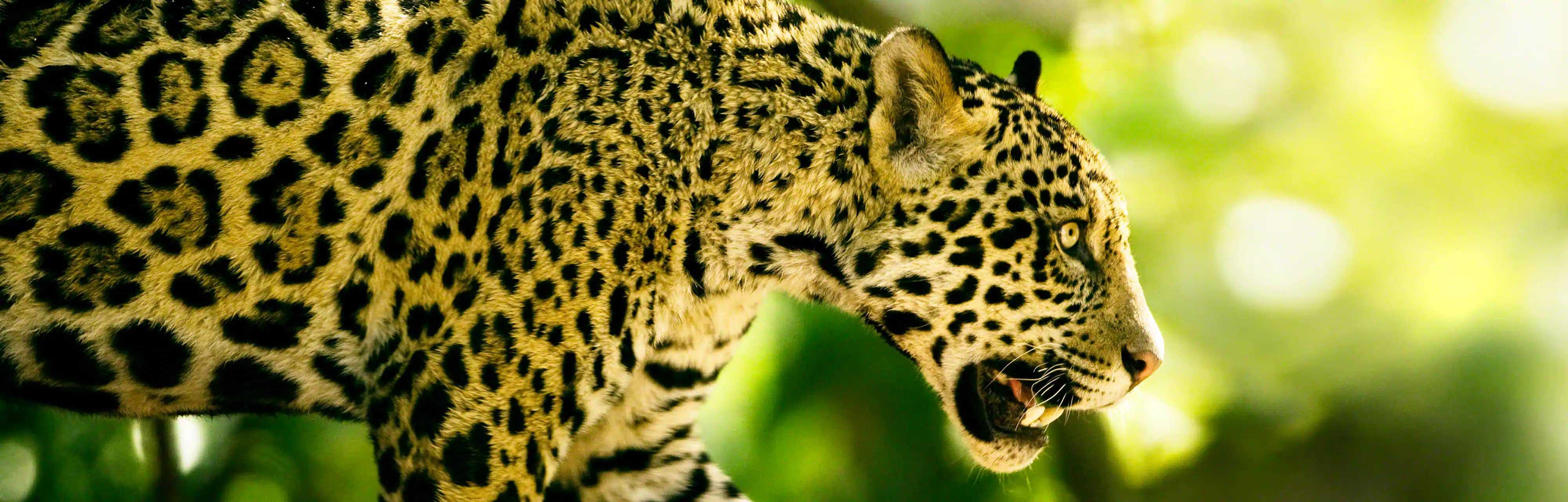 تلویزیون OLED سونی A90J با کیفیت تصویر 4K HDR در دیجی بانه