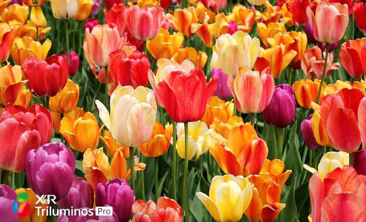 طیف رنگی گسترده در تلویزیون A90J با فناوری XR Triluminos Pro