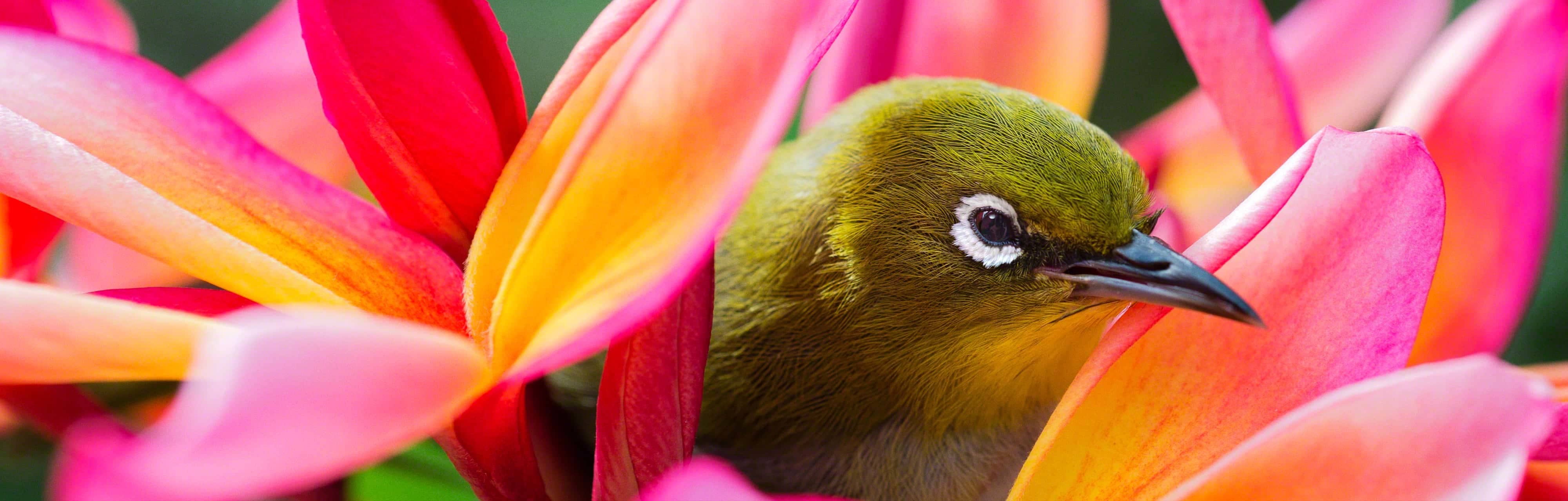 تلویزیون فورکی سونی X90J