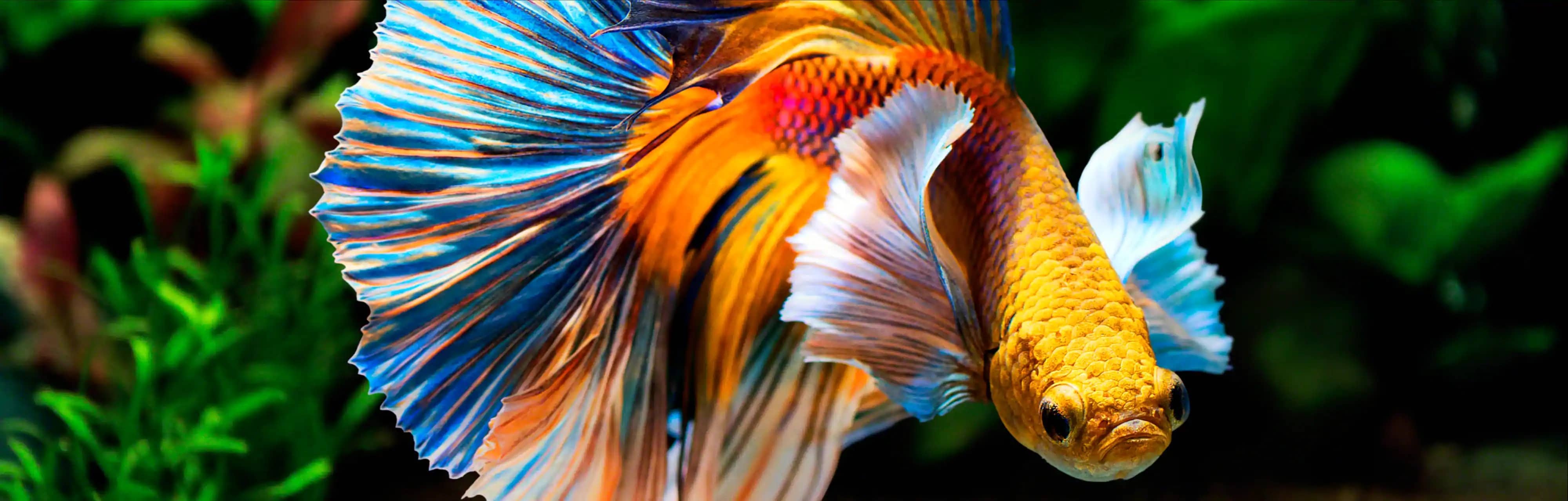 تلویزیون فورکی سونی X95J