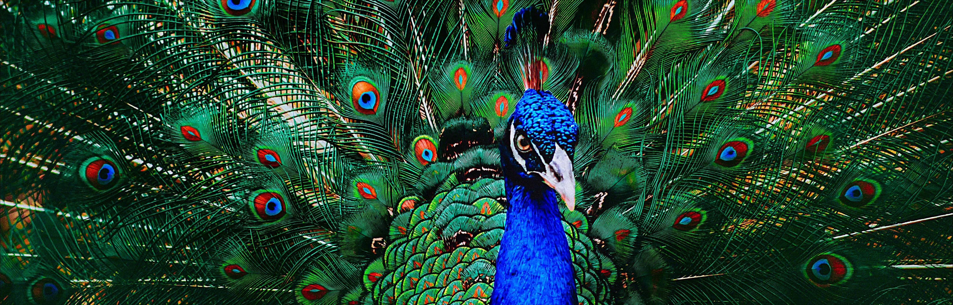 تلویزیون LED سونی Z9J با کیفیت تصویر 8K