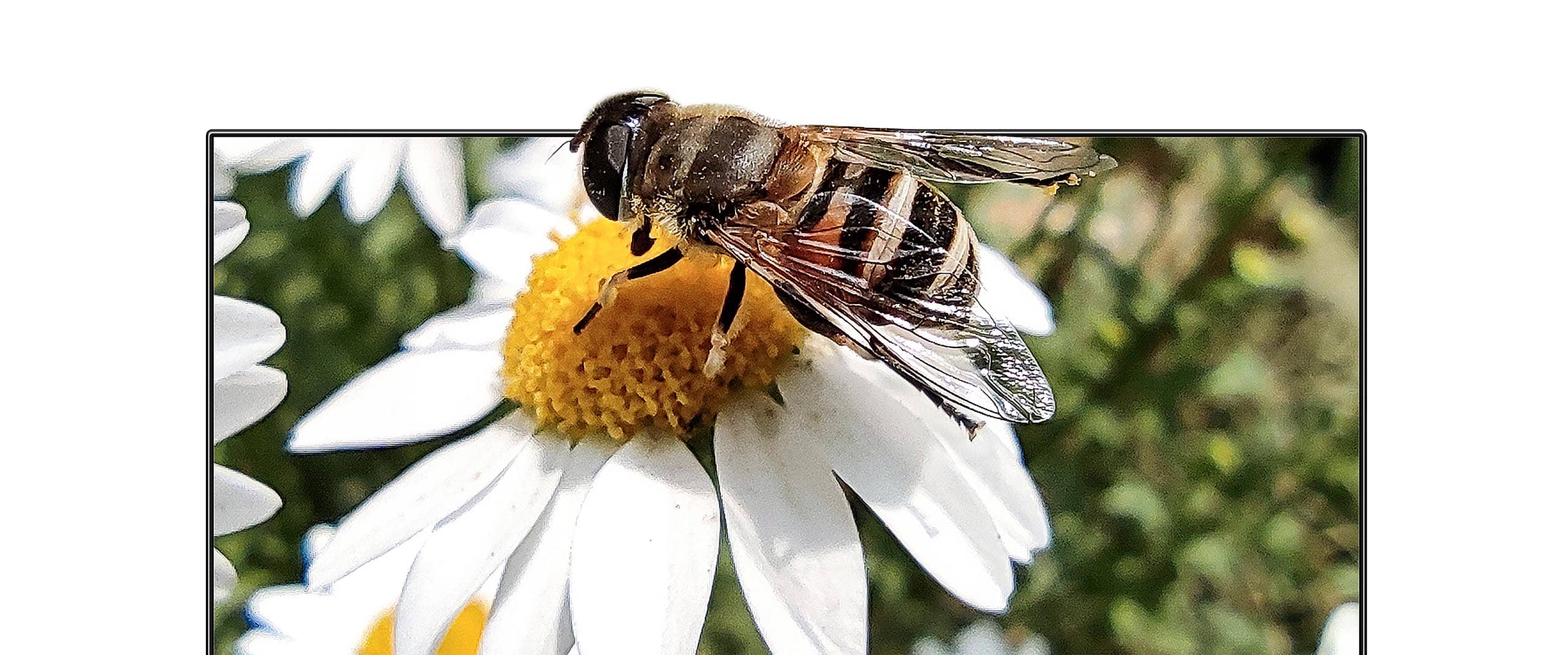 تلویزیون ارزان قیمت شیائومی 32P1 با کیفیت تصویر HD