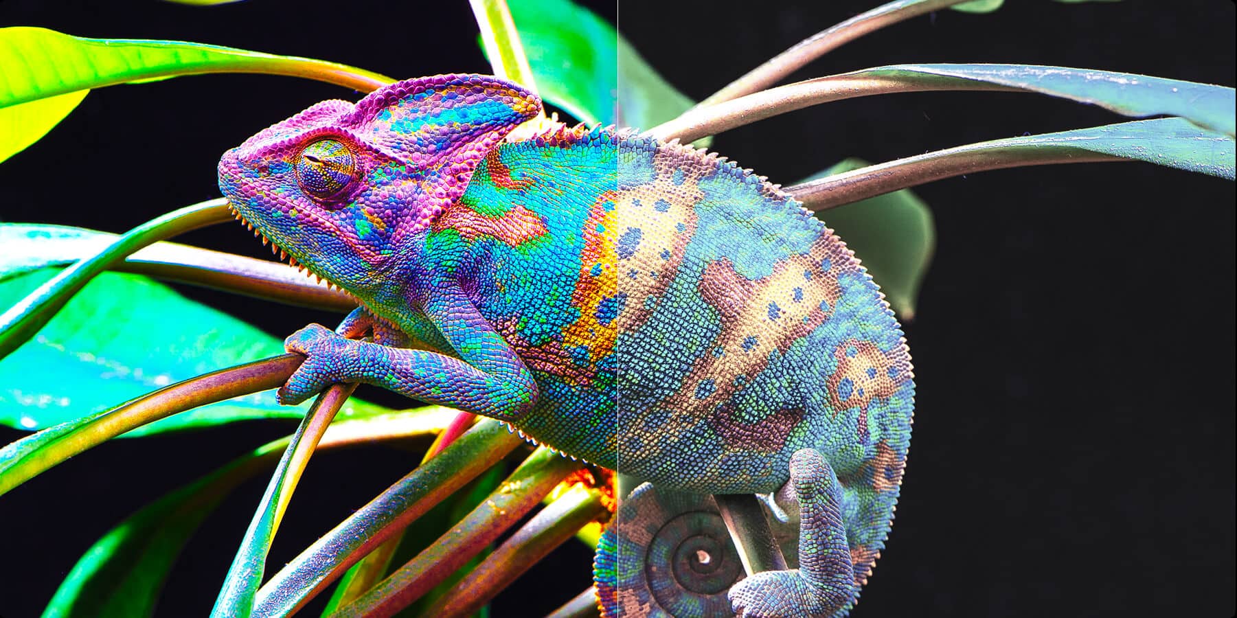 Q1 شیائومی با فناوری Quantum Dot و تولید رنگهای طبیعی